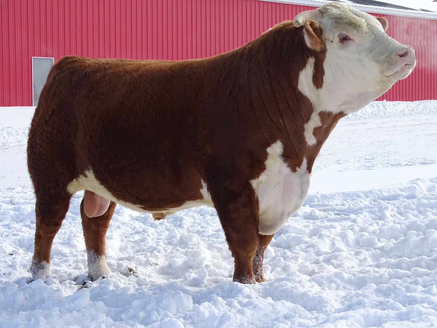 Calgary Bull Sale 2019 – Hirsche Herefords