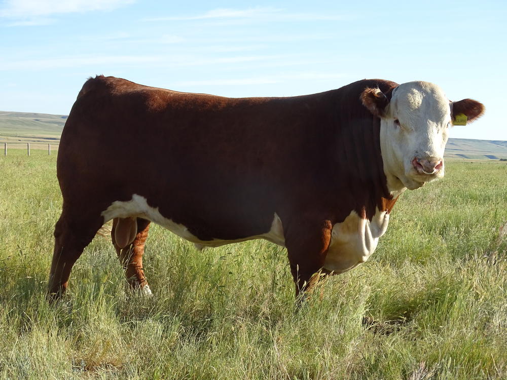 March 12, 2020 Spring Bull Sale