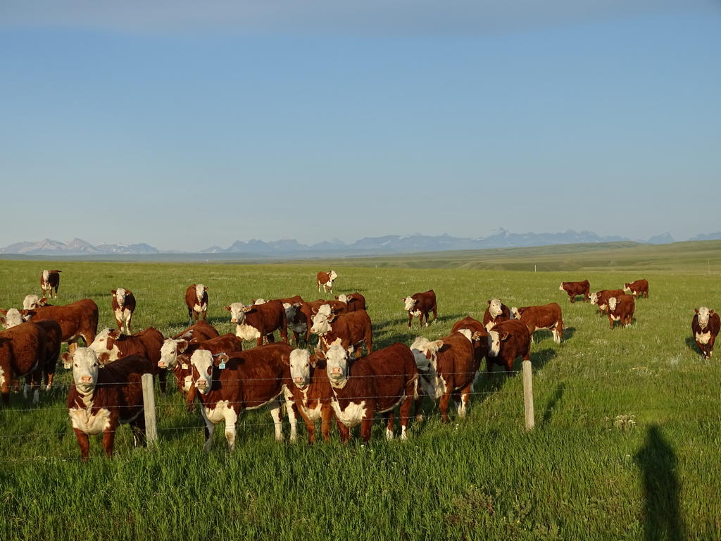 Bred Heifers