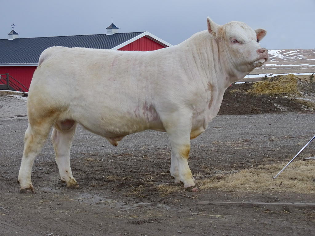 2021 March 11 Spring Bull Sale