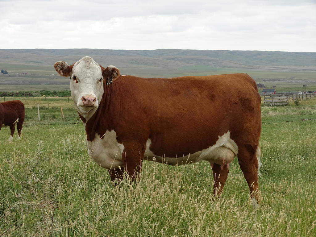 2021 NHP Bull & Mature Cow Sale December 3, 2021