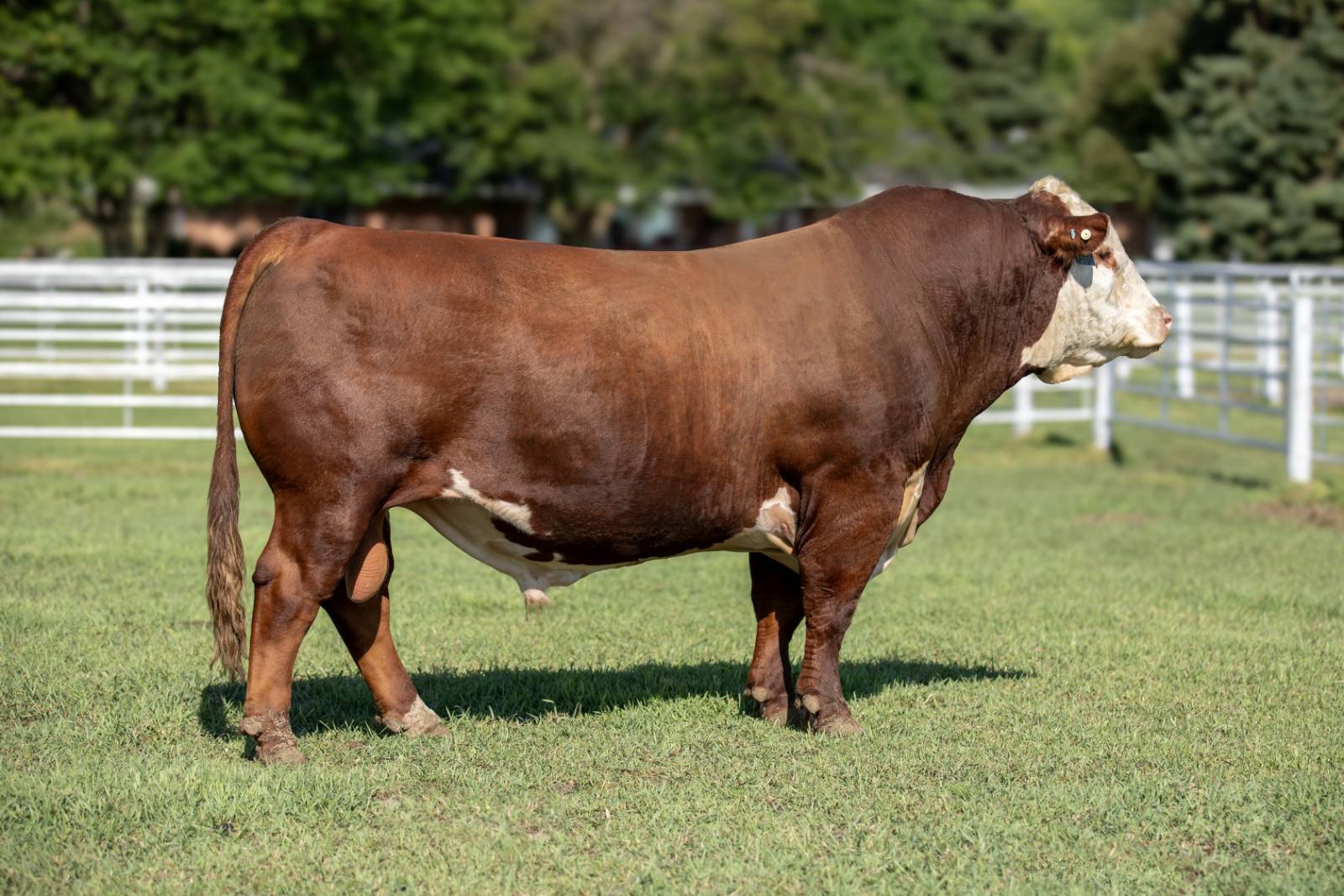 2024 Sale Offering: Bull Calves