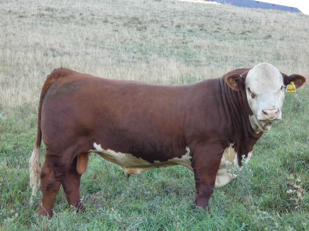 2025 Hirsche Herefords Annual Production Sale