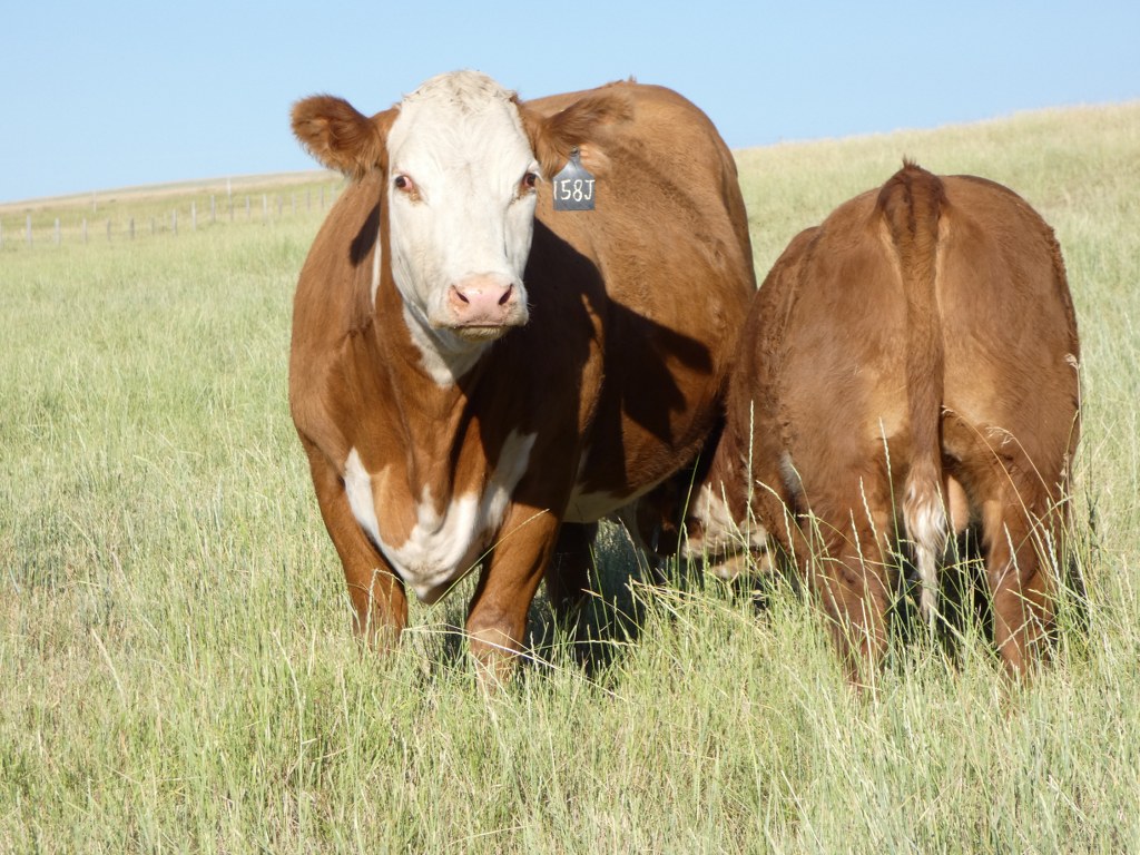 2026 Herd Reduction Female Sale